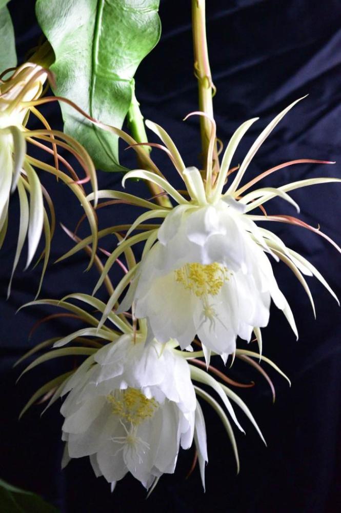 【爱一个人,倾一座城之"十大冥花"】