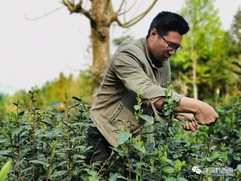 罗明成在釆摘茶青记者没有想到,罗明成曾经是吃不饱饭,长期勒紧裤带过