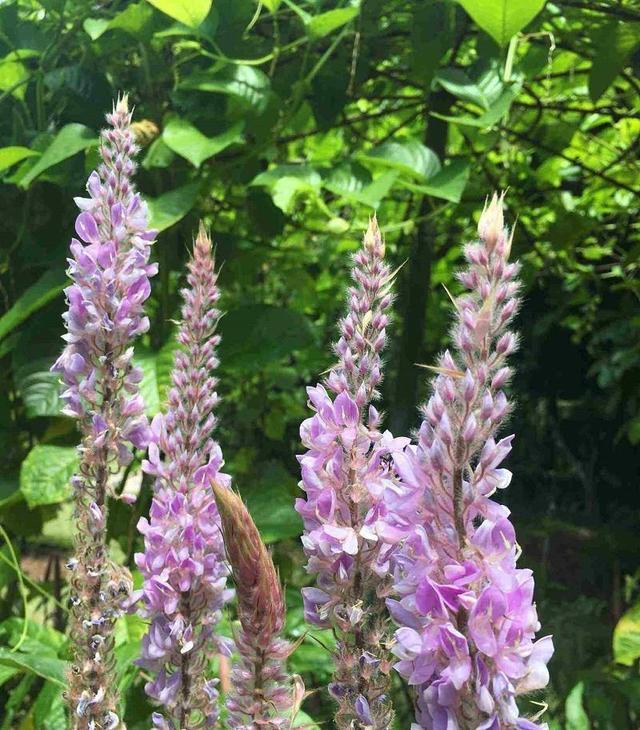 野外一種雜草高高的花蕊像貓尾巴粉粉軟軟的萌壞了