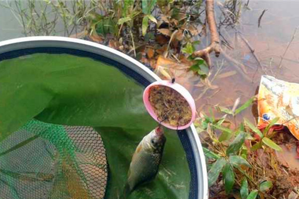 野釣絕殺大鯽魚技巧盒飯鉤的搭配技巧夏季野釣就用這種釣法