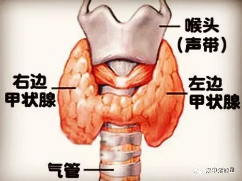 理疗 食疗 甲状腺病de调理 典藏版 腾讯网