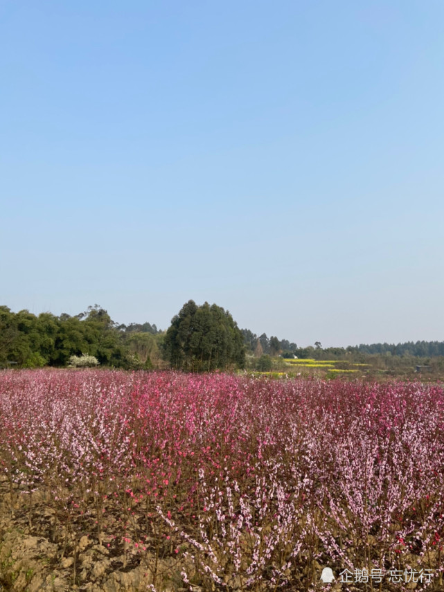 春风有意艳桃花 桃花无意惹诗情 桃花 山桃