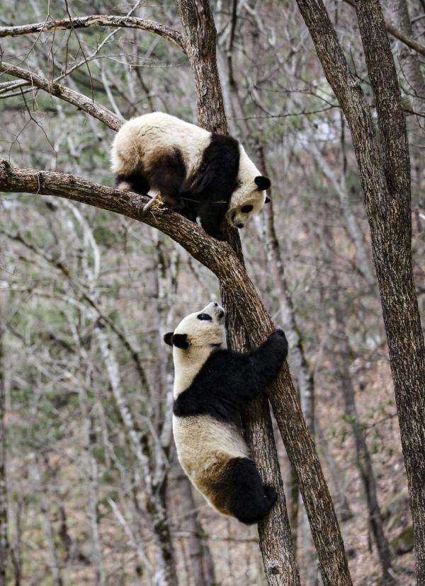 陕西佛坪:大熊猫树上嬉戏享春光