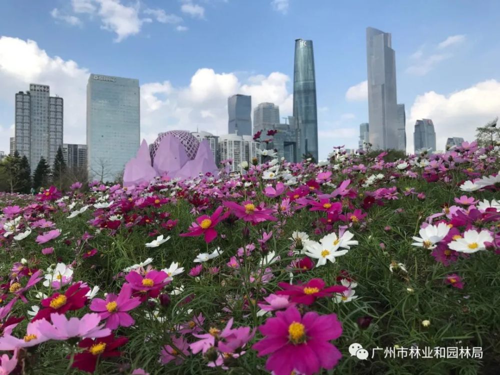 春日如期而至花城广州春花盛开