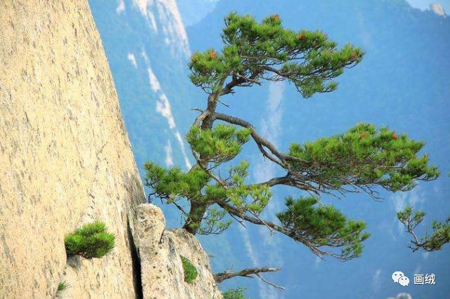 郁郁涧底松,离离山上苗