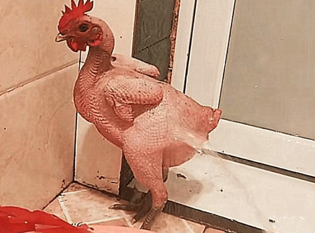 可是养了没多久,这只鸡一直疯狂掉毛,很快就秃了.