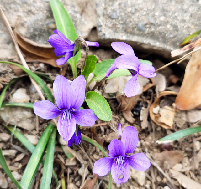 野外这种小紫花 人称 紫花地丁 你很容易认错 还有大用途 花卉 紫花地丁