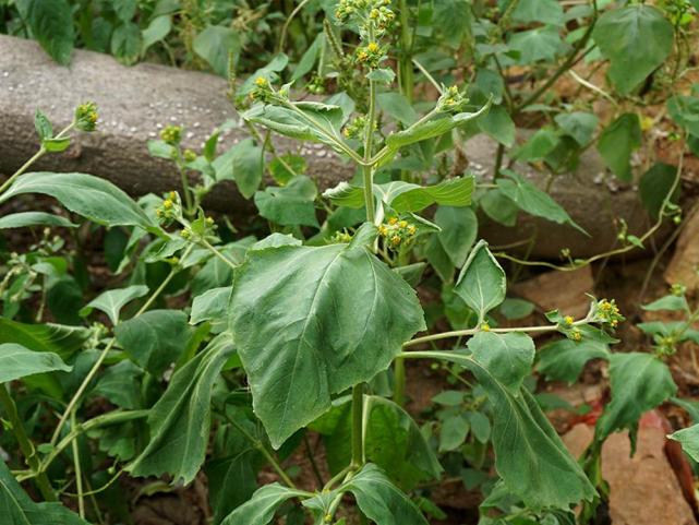 这野草有猪屎臭味 却成民间美味野菜 人称 猪膏母 吃过吗 腾讯网