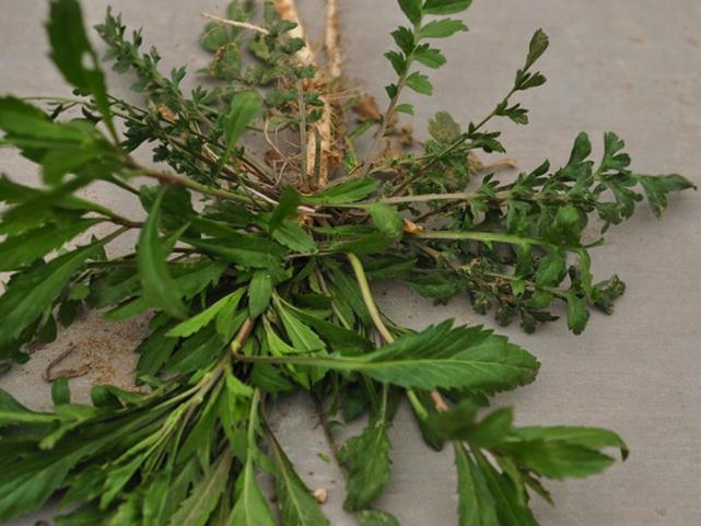 常被误认成荠菜,味道却如辣椒,俗称"辣辣菜",凉拌是一大美味