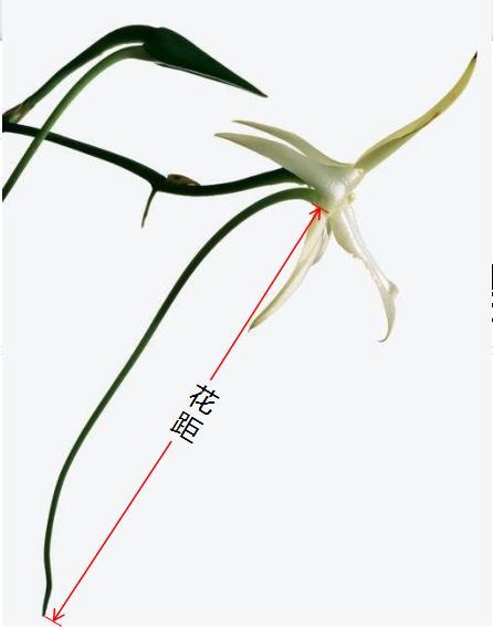 长距彗星兰和非洲长喙天蛾协同进化,生动地诠释了自然选择的威力,长距