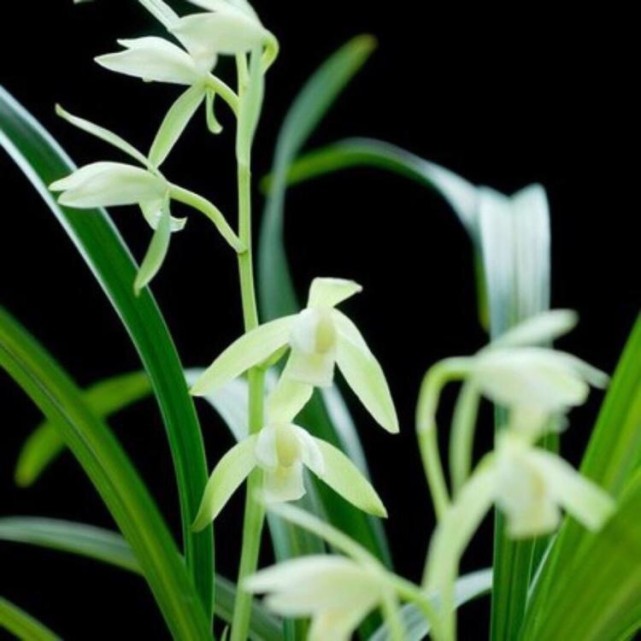 兰花:中国四大名花之一,代表淡泊,高雅,贤德