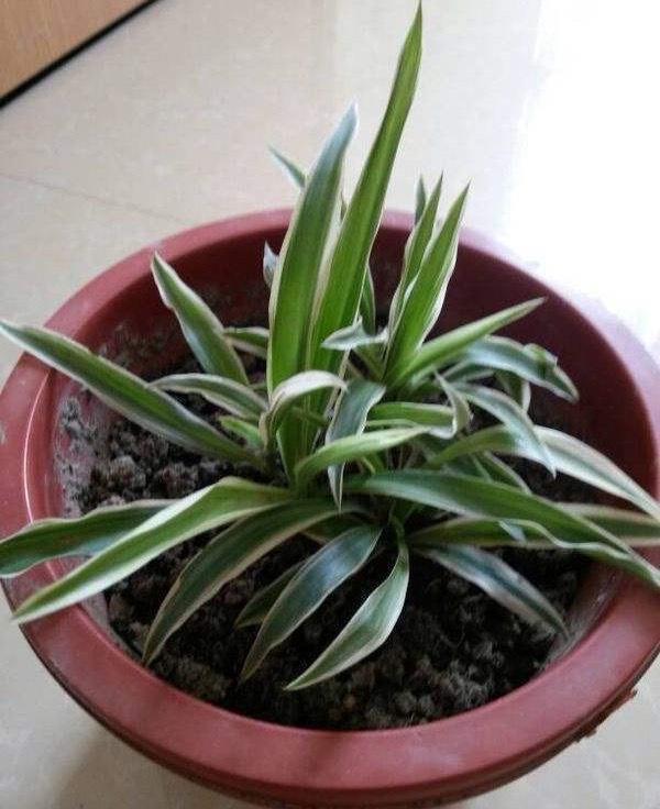 春季养吊兰,1个"小技巧",2个月疯长到爆盆,叶子大又宽