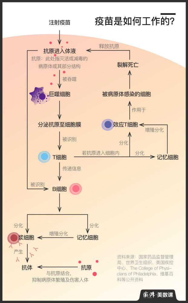这是由疫苗的运作原理决定的.