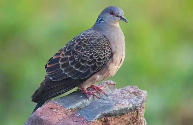 话说,捉我们超过20只,你可要坐牢的!哼!