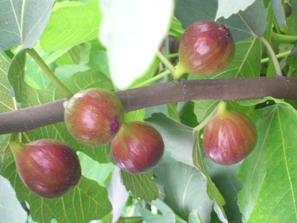 哪种果实被称为生命果,而且还被誉为21世纪人类的健康果品?