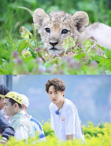 网友将王一博"狮子化",看到前后对比,话不多说最后一张最像