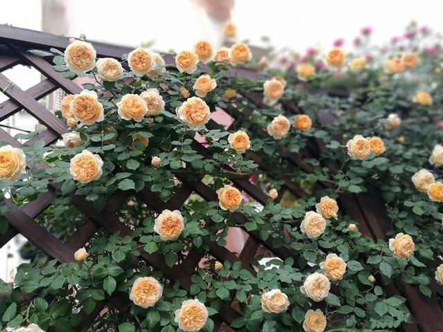 想拥有一面花墙 这种藤月可以 全年花开 花量超多 盆栽也可以 腾讯新闻