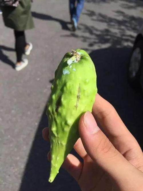 据村里的老中医介绍,地邵瓜全株都可以入药.