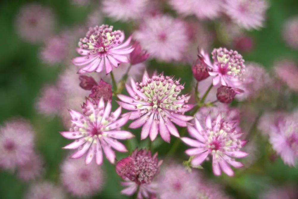 初夏专属满天星 花开如莲 英国皇室婚礼用花 原来这么好养 腾讯新闻