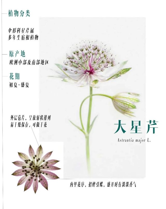 初夏专属满天星 花开如莲 英国皇室婚礼用花 原来这么好养 满天星 大星芹 盆栽 紫罗兰