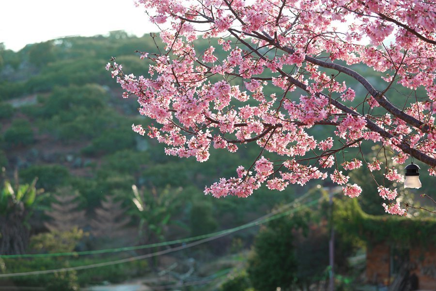 漂洋过海的阿里山樱花在漳州港盛开