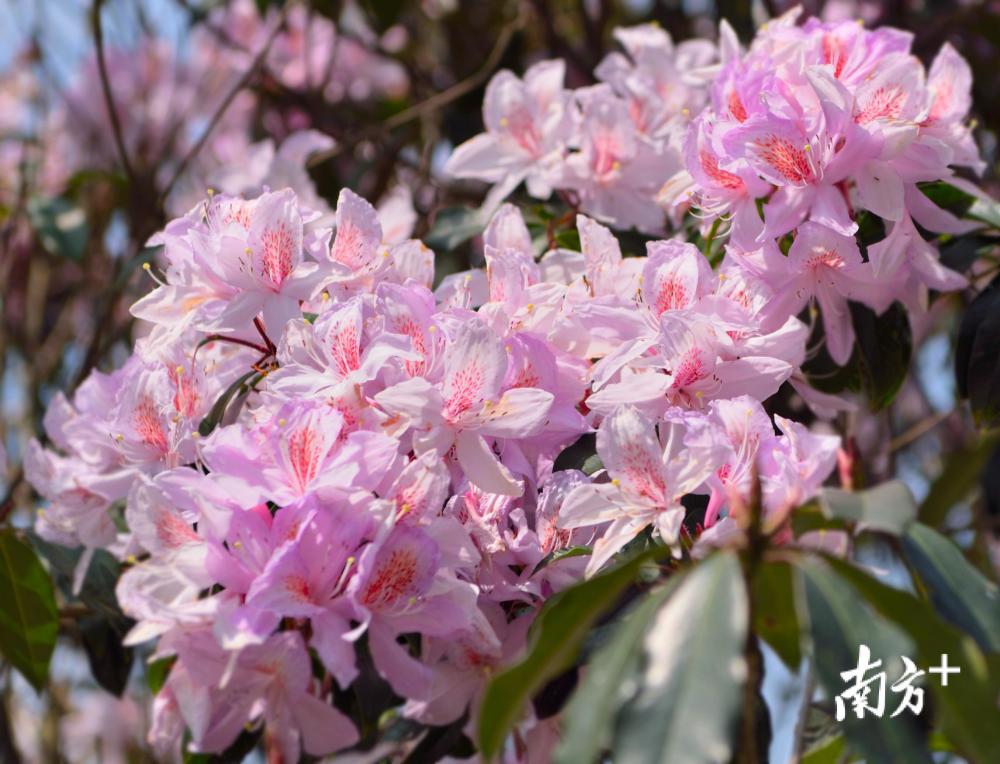 浪漫杜鹃三月开!到梅州丰顺赏杜鹃品好茶