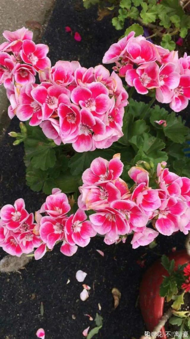 春天养花就选玛格丽塔,花期长,花量大,爆满小阳台!