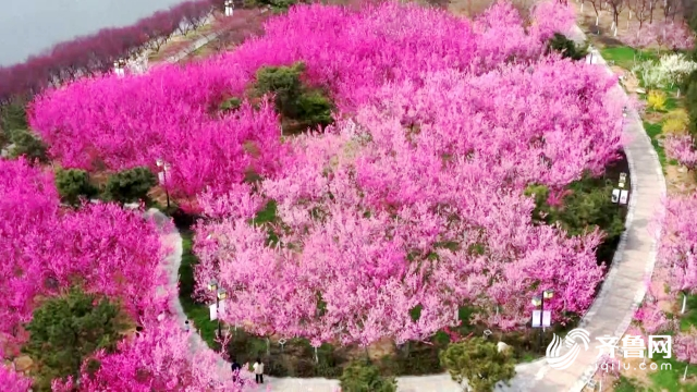 带你领略醉美春天泰安凤凰河公园樱花盛开满足你的少女心