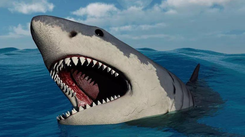 格",不过却仍然有很多异类,比方说我们今天文章的主角——宽尾拟角鲨