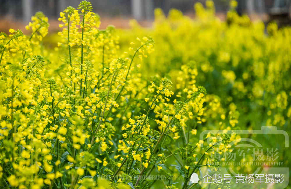 记忆中的故乡春色,赣州乡村田野美丽盛开的油菜花