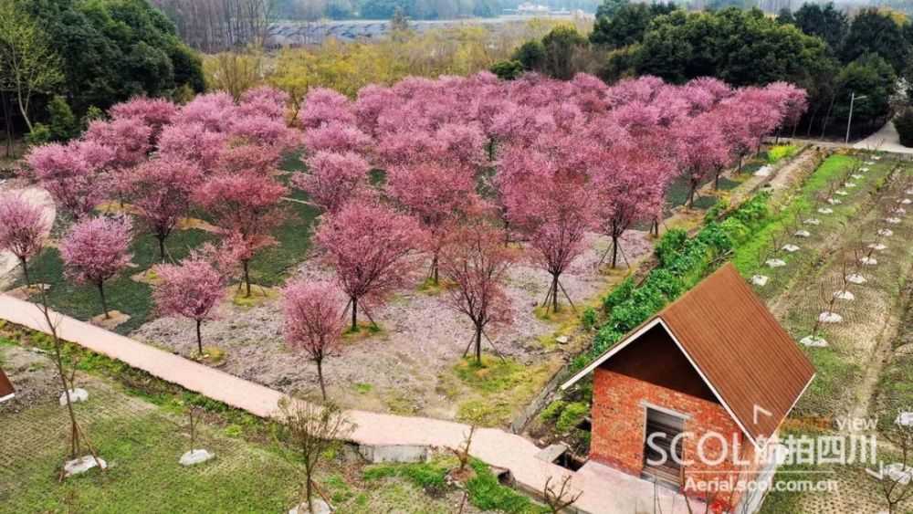 崇州市戚家湾看花图片