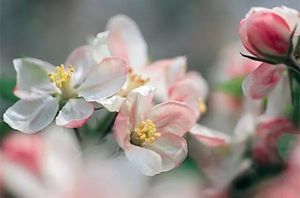 赏花心情好的句子(赏花的心情句子唯美)