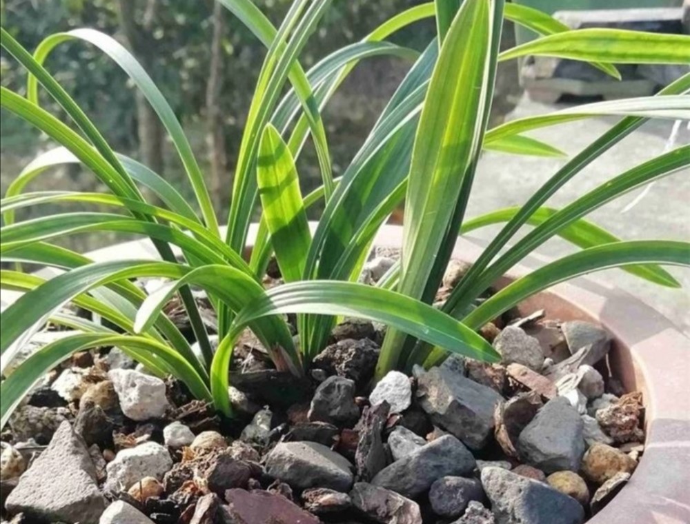 三,怎样用柳树皮,松树皮养花