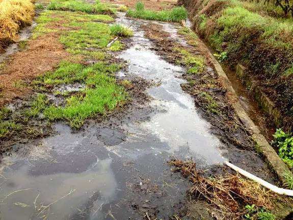 在农村,土地被大量的畜禽粪便污染了,还可以种庄稼吗?