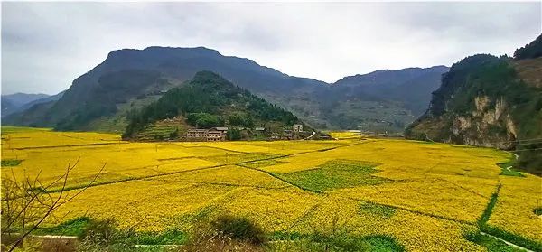 豐都這些鄉鎮的油菜花海也太好看了吧