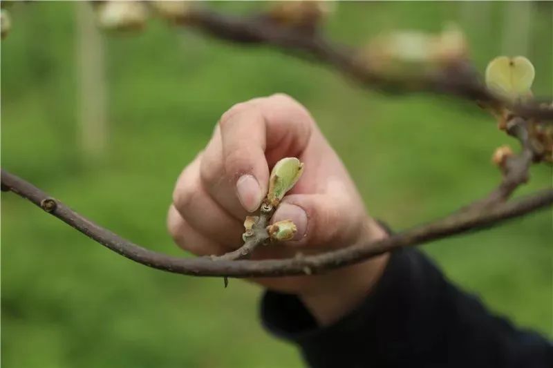 猕猴桃为什么要抹芽什么是抹芽该如何抹芽