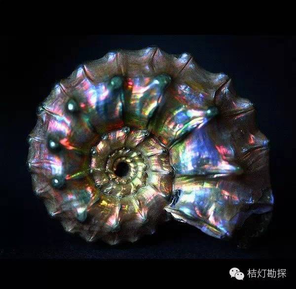 银星石|太少见了！石头开花，见者好运！