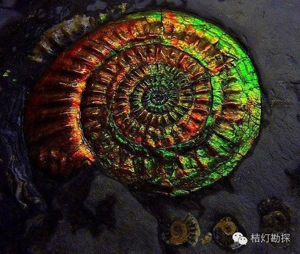 银星石|太少见了！石头开花，见者好运！