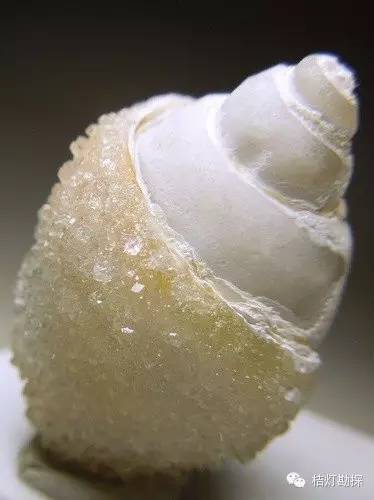 银星石|太少见了！石头开花，见者好运！