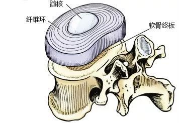 個腰椎的椎體之間,厚度為8mm~10mm,由髓核,纖維環和軟骨板三部分構成