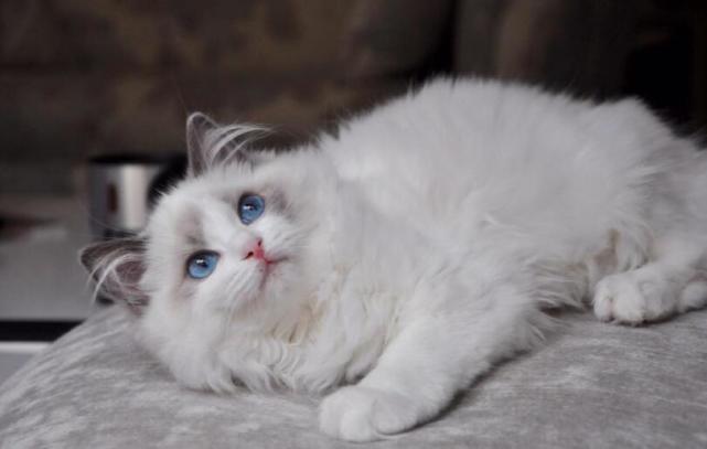 布偶猫长大以后卖给别人或者送人会有影响么 布偶猫 猫咪 铲屎官