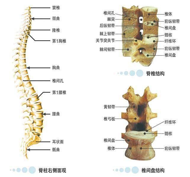 原来脊椎和很多疾病有关太全了