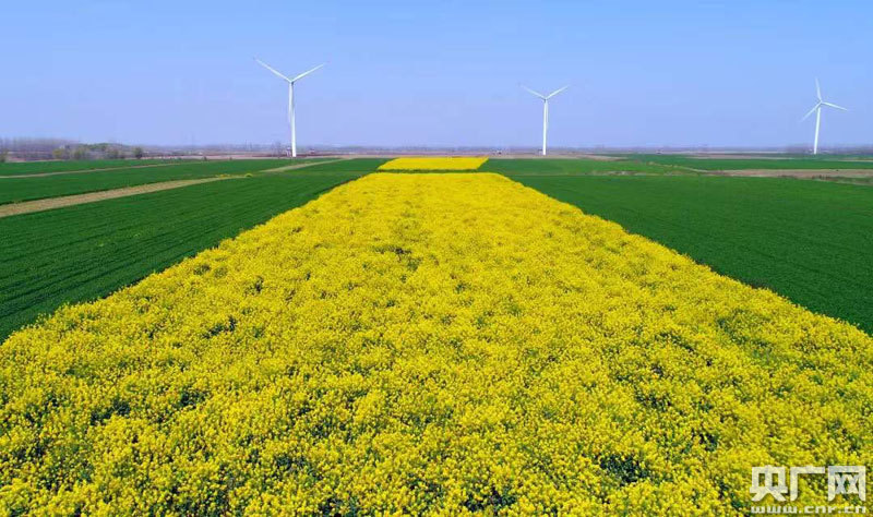 江西柴桑区春花烂漫掌上云赏花