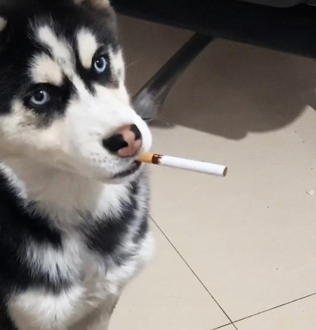 抽烟的狗表情包图片