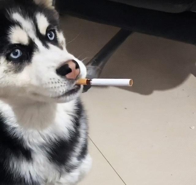 狗子吸烟是找死,吸二手烟是减寿由于生物进化和吞食方式的不同,狗子是