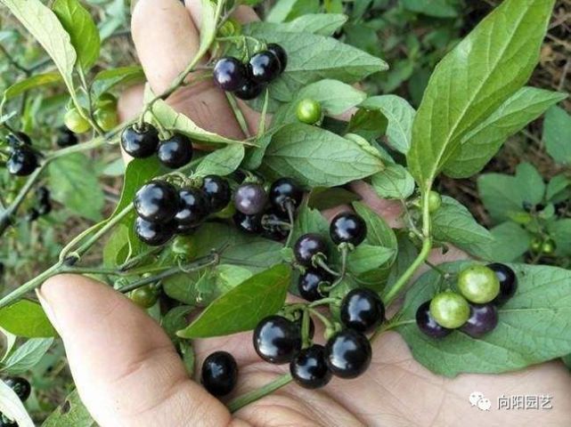 河边摘的野果,俗名"黑天天",吃起来甜甜的,80后都吃过