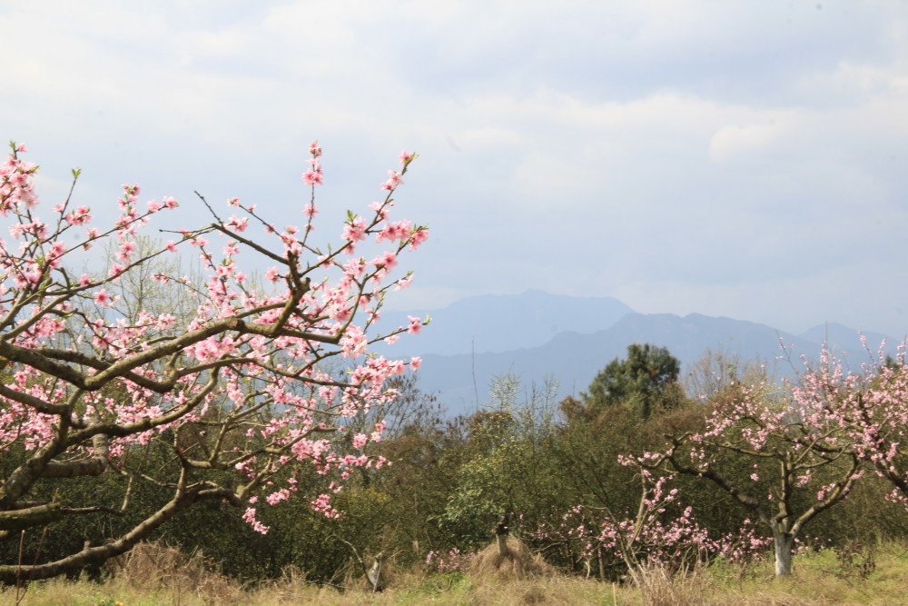 桃花朵朵开彭州市丰乐桃花山