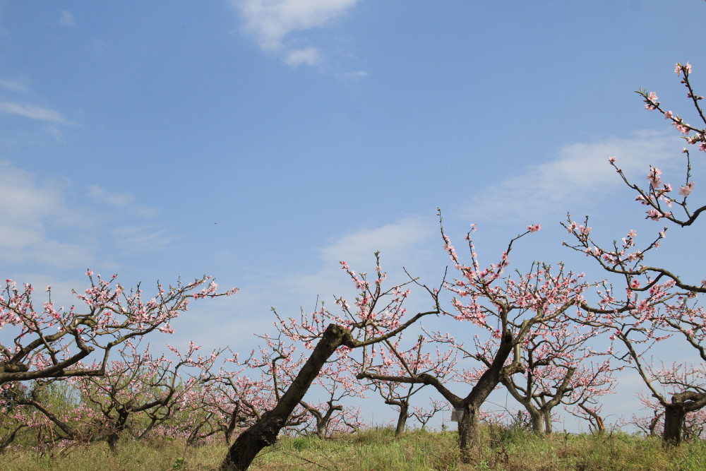 桃花朵朵开彭州市丰乐桃花山