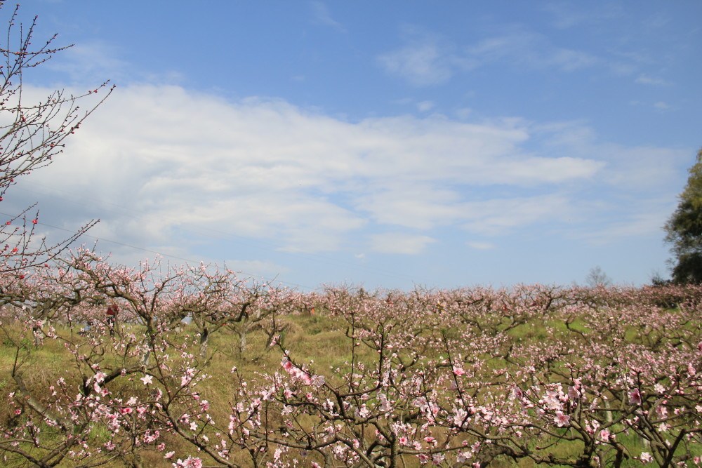 桃花朵朵开彭州市丰乐桃花山