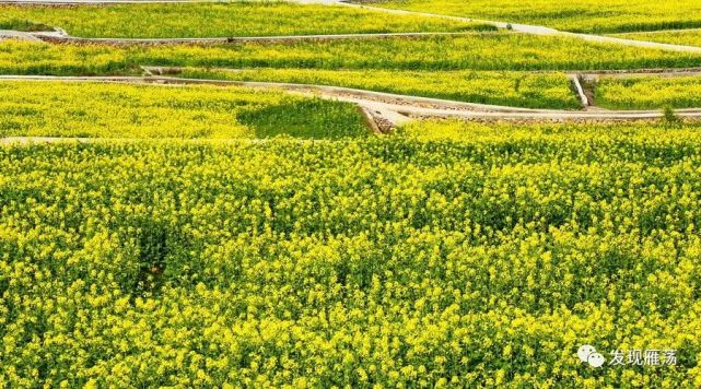 温州乐清环山怒放的春天